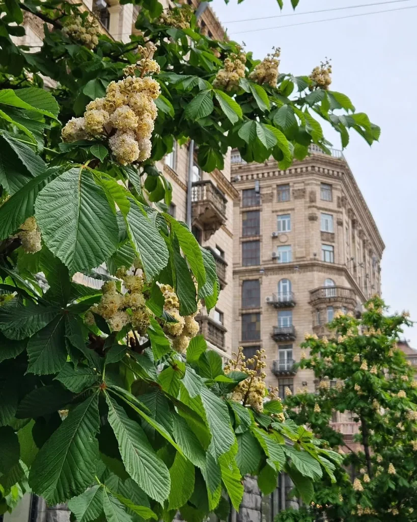 каштани
