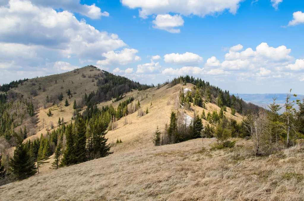 Парашка гарно виглядає вже навесні / Фото з Вікіпедії