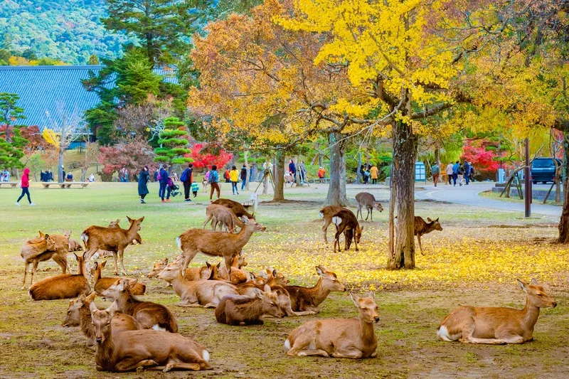 Парк Нара / фото Japan Travel Guide