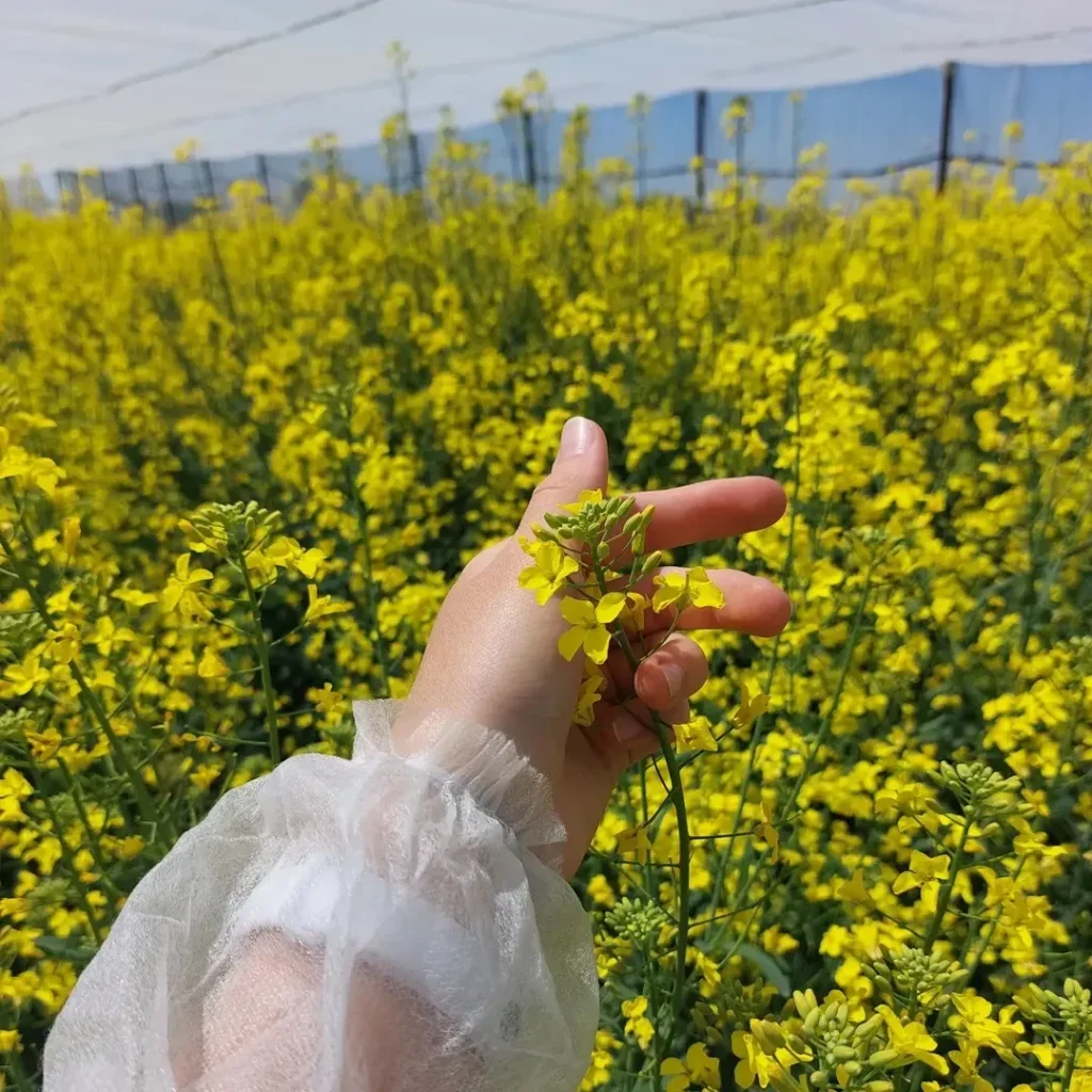 ріпак