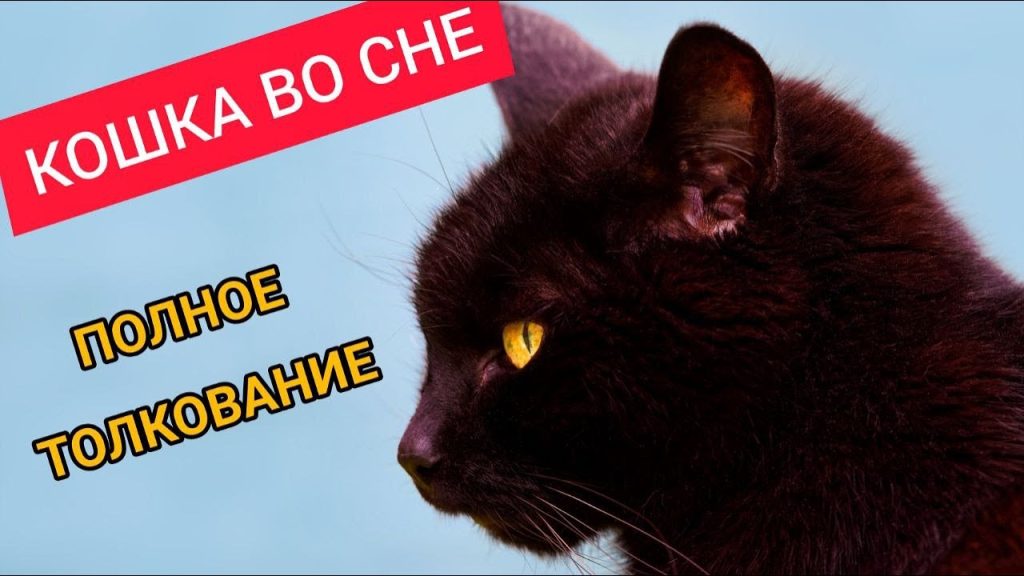 К Чему Снится Кал Женщине: Толкование и Значение Сновидения
