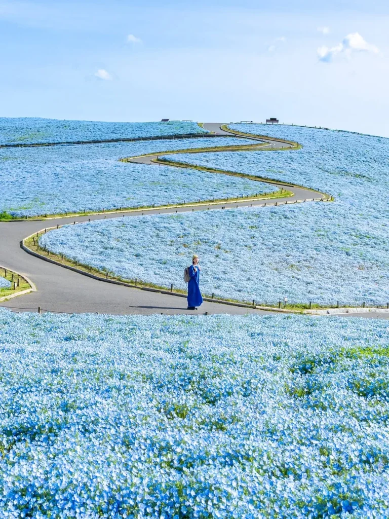 Неймовірні немофіли у Японії / Фото з інстаграму Hitachi Seaside Park