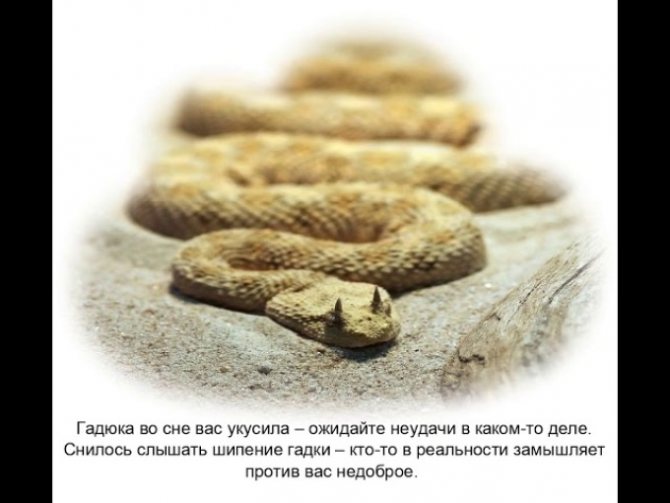 До Чого Сниться Змія: значение сна и символика образа змеи