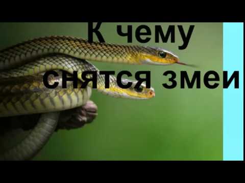 К Чему Снится Змея: Толкования, Символика и Значение Сновидения