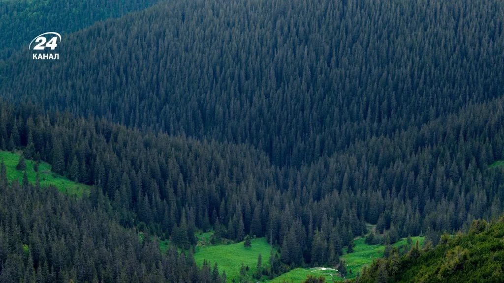 Ведмеді в Україні водяться лише у Карпатах / фото Canva